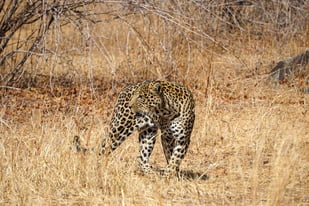 gary and yasmin leopard tanzania