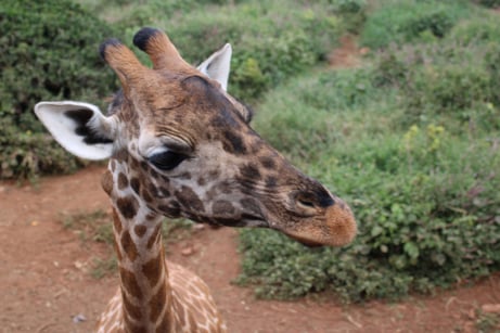 A happy resident at The Giraffe Centre
