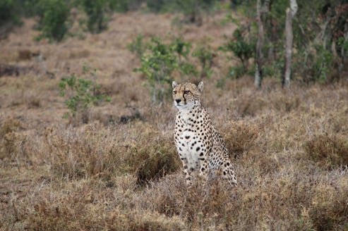 Cheetah on Ol Pejeta Conservancy