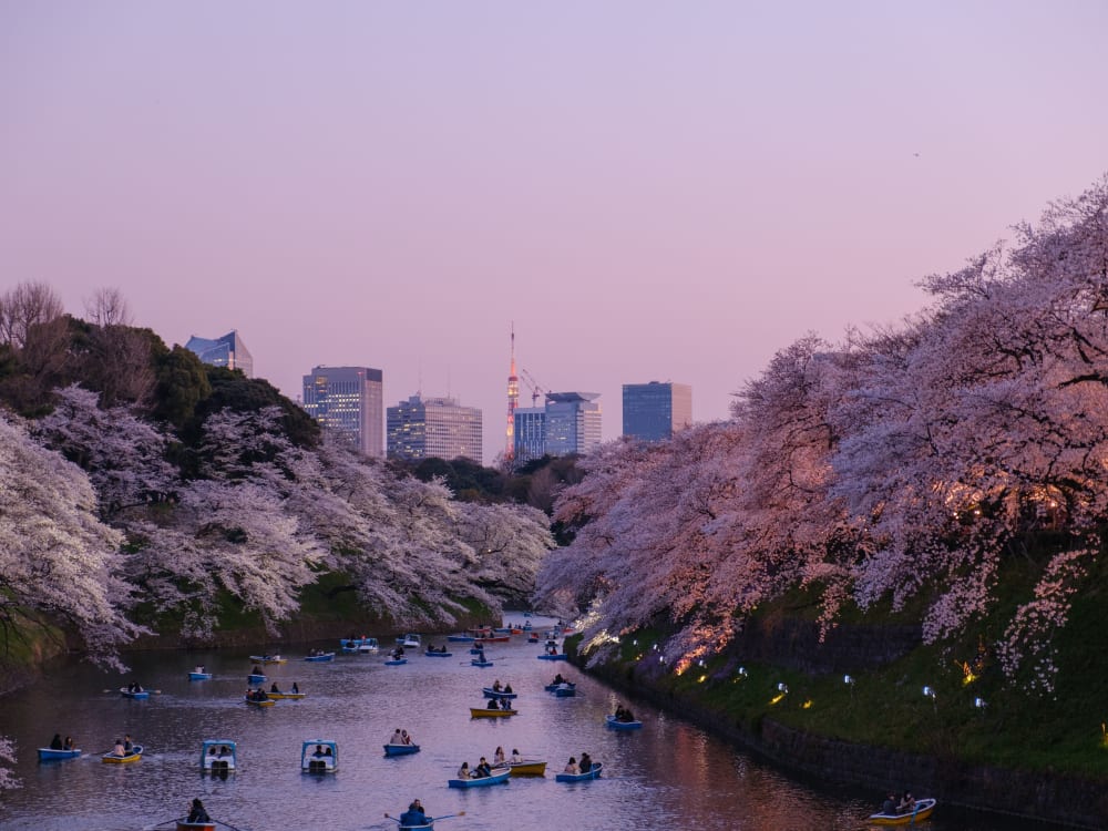 A river in Tokyo is full of rowing boats while skyscrapers tower in the background. 
