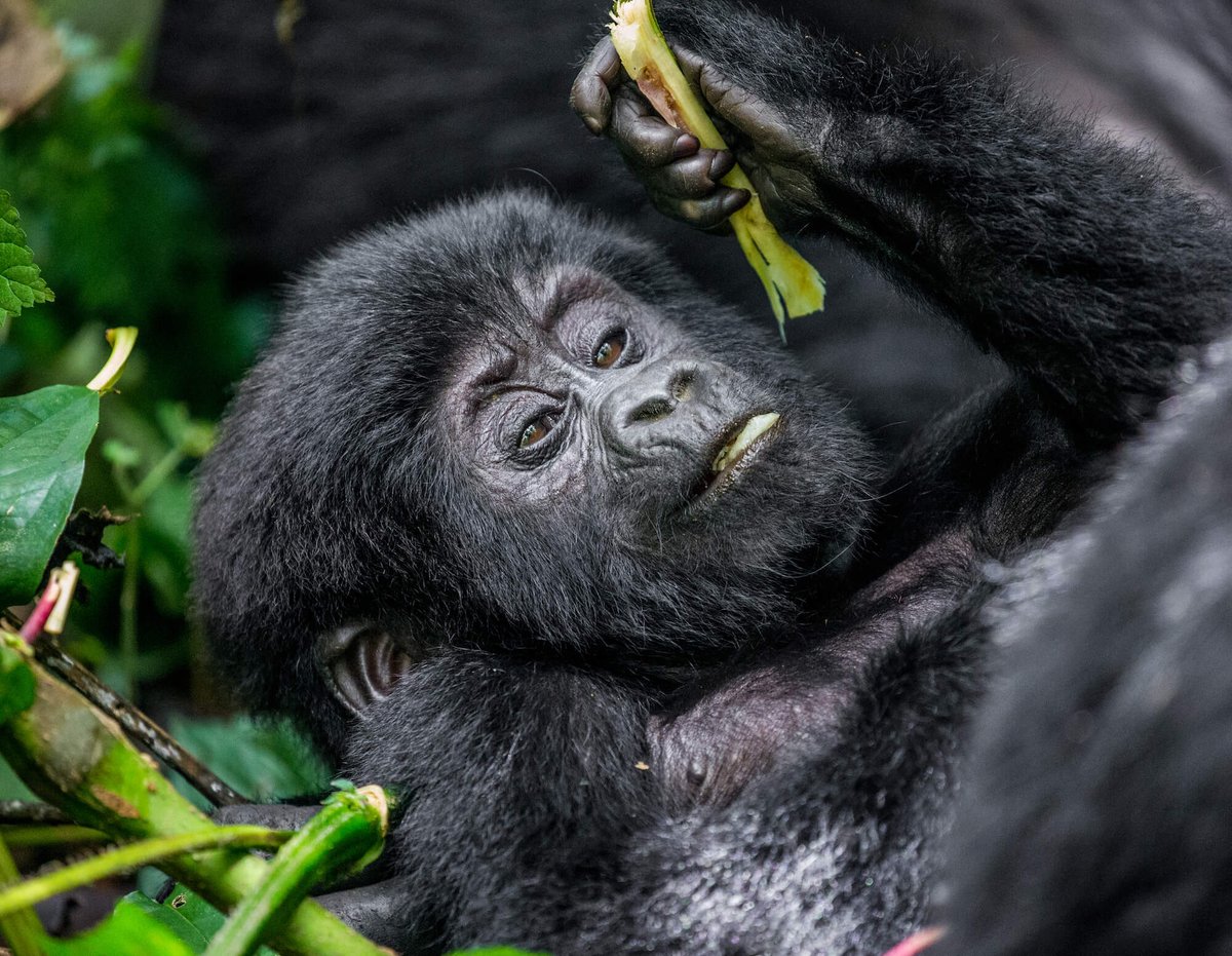 baby_mountain_gorilla_bwindi_forest_park (1)