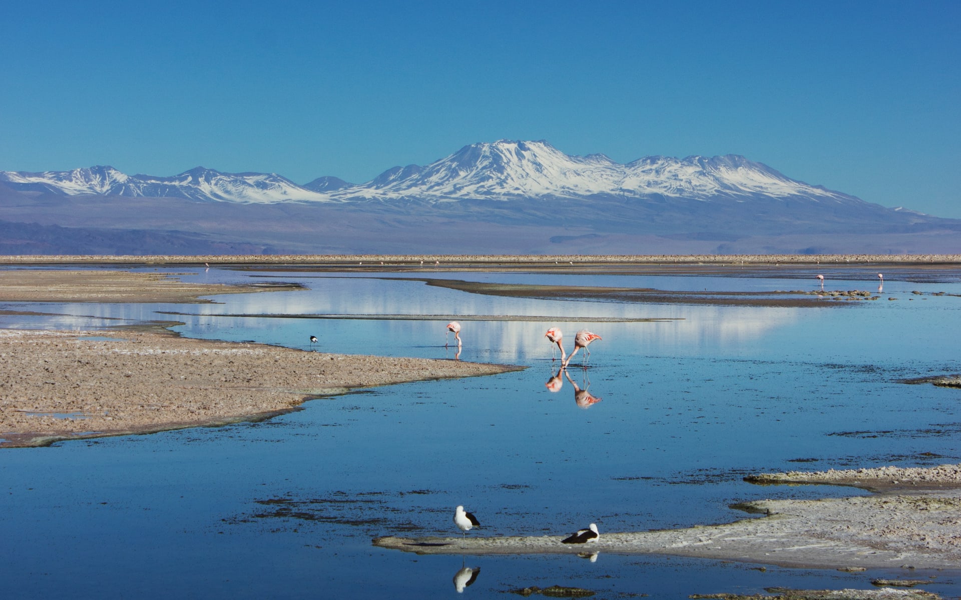 Flamingos drink water from Salar de Atacama. 