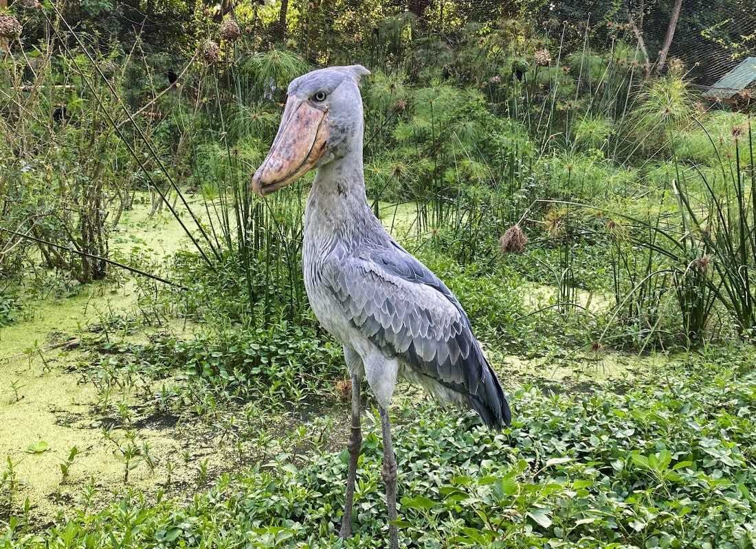 A shoebill sits within the reeds.