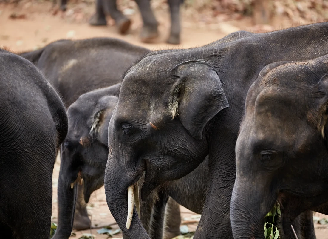 A herd of elephants. 
