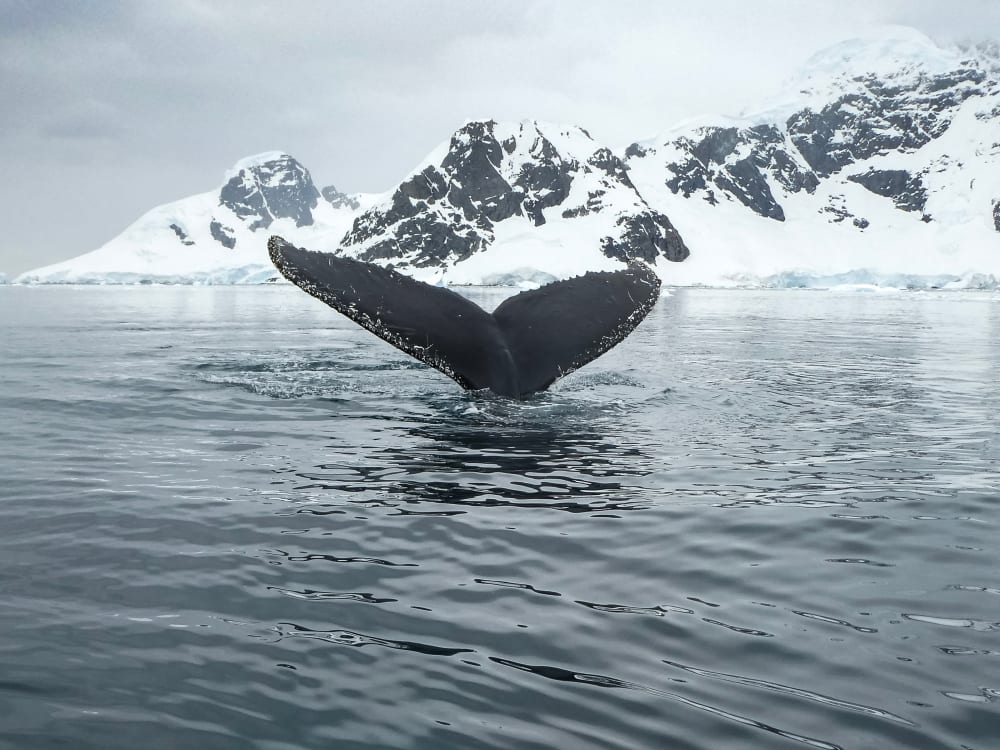 Antarctica Wildlife Whale Watching