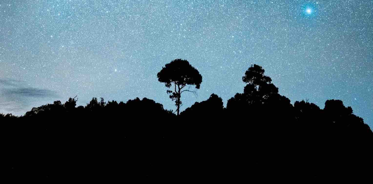 Trees are surrounded by a starry night. 