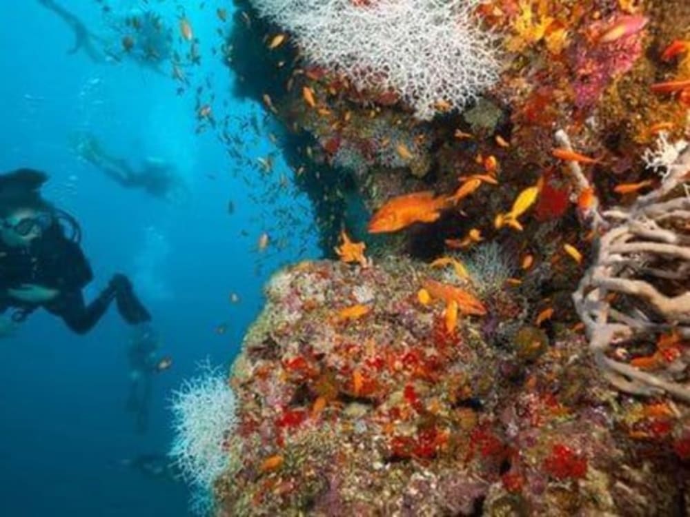 1-maldives_woman_scuba_diving_itavr7