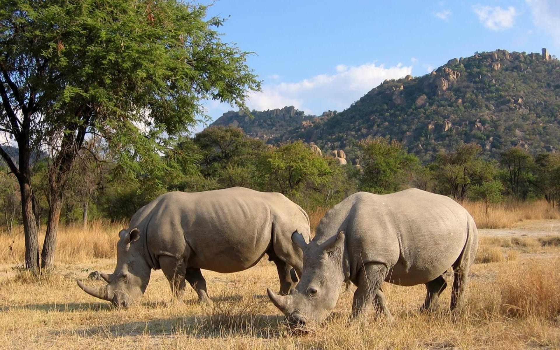 Amalinda_lodge_zimbabwe_Rhino_Tracking_vitbfc