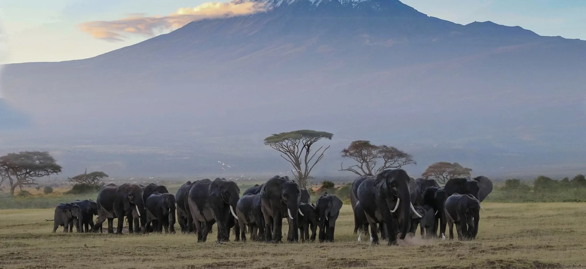 Elephants in front of a snow-capped volcano in Amboseli, Kenya.