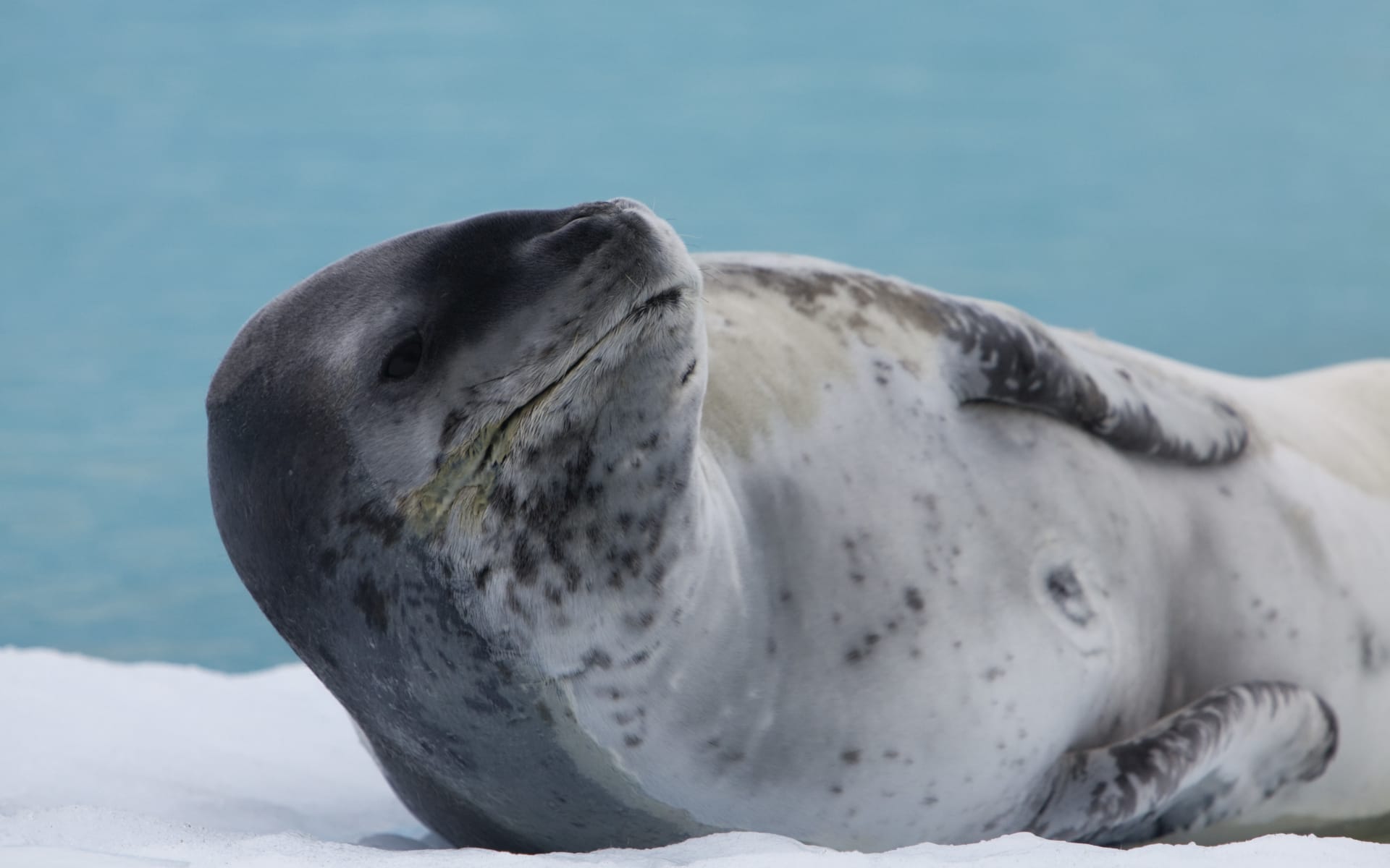 Antarctica_G_Expedition_Leopard_Seal_cdrc0u