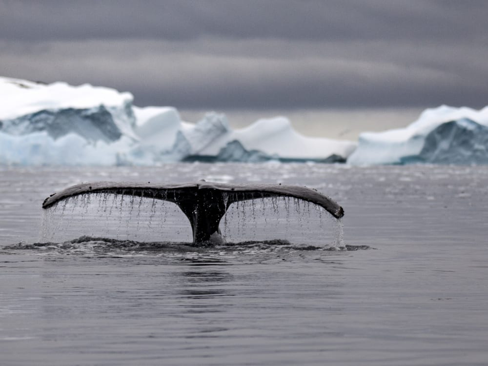 Antarctica_G_Expedition_Whale_Tail_ttlqdy-2