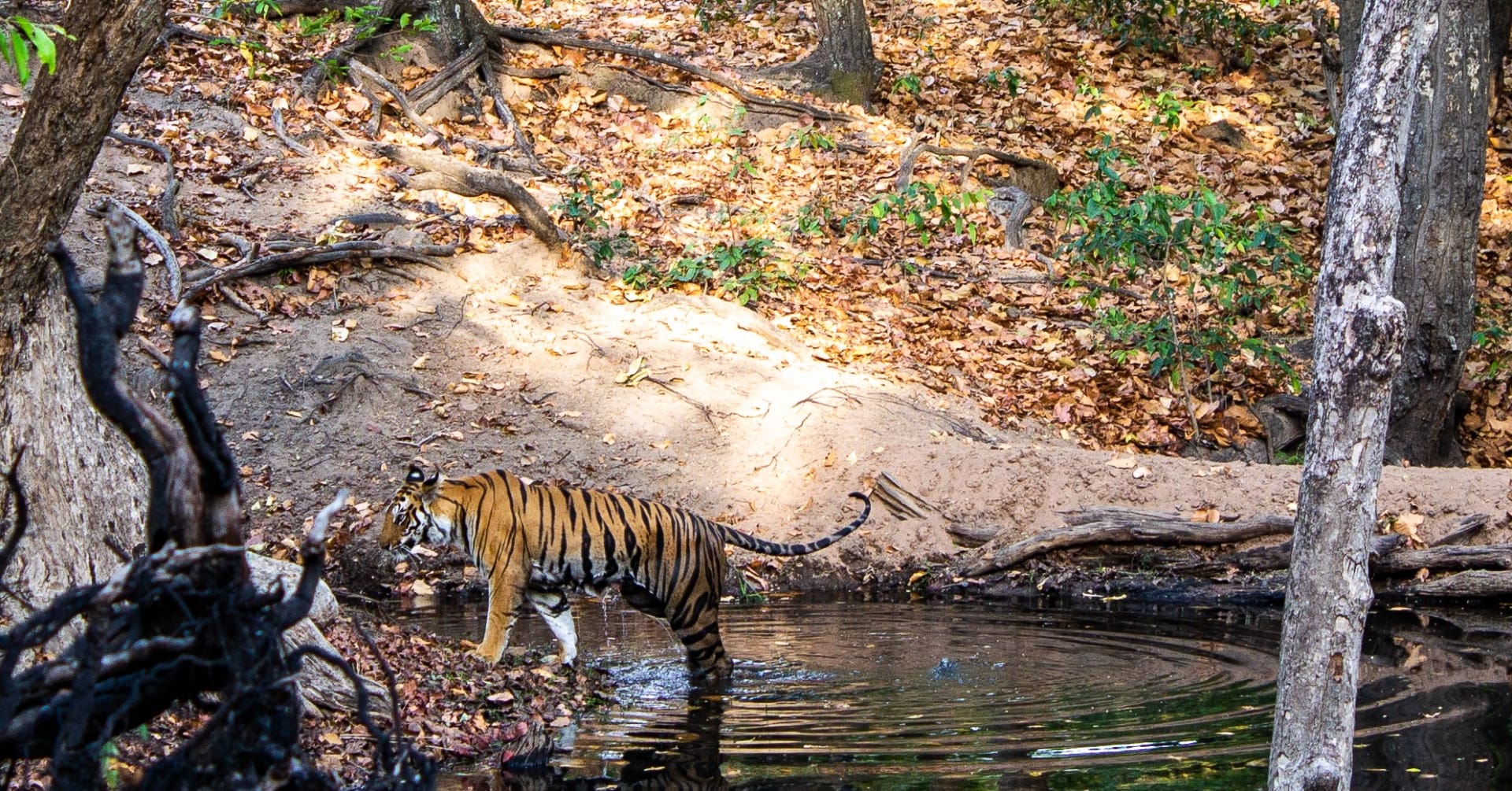Top tips for a tiger safari in India