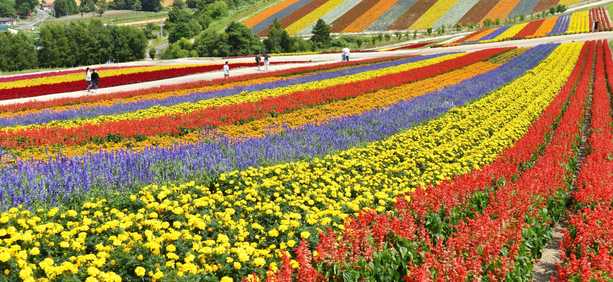 People walk through fields of multicoloured flowers. 