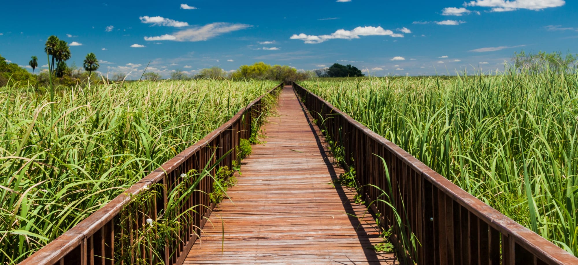 A long wooden boardwalk cuts the middle of the Iberá Wetlands in half, offering a wonderful walkway into the heart of the nature reserve. 