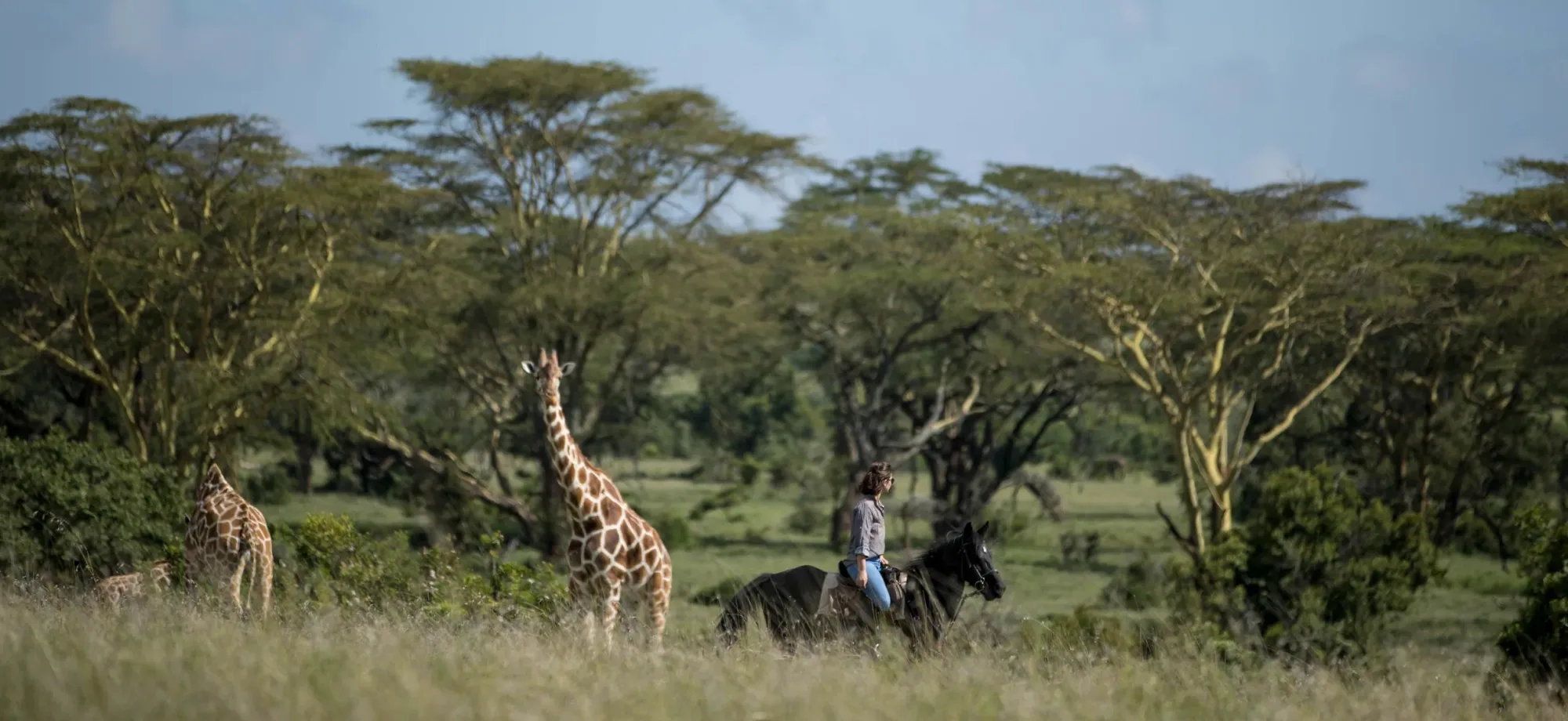 A woman is horseriding among giraffes. 