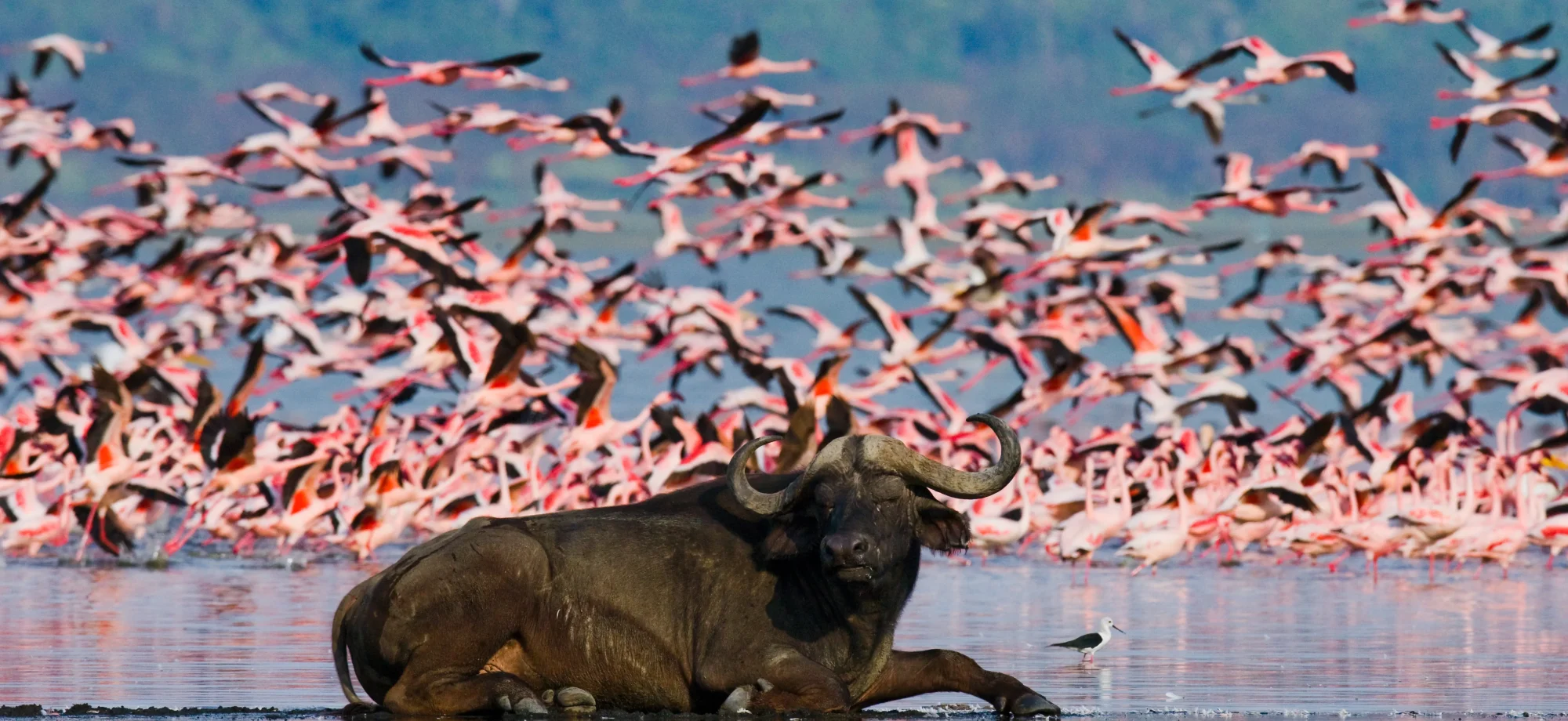 A buffalo plays amidst a flock of flamingoes in Lake Nakuru