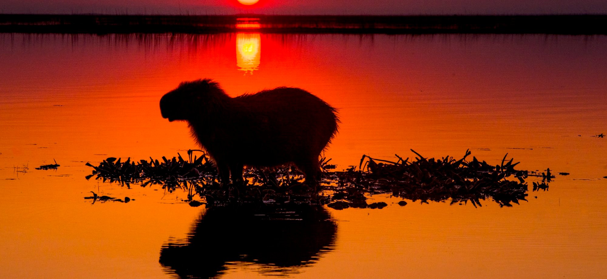 A Capybara stands in the water as the sun sets, cascading a vibrant red and orange huge over the water.