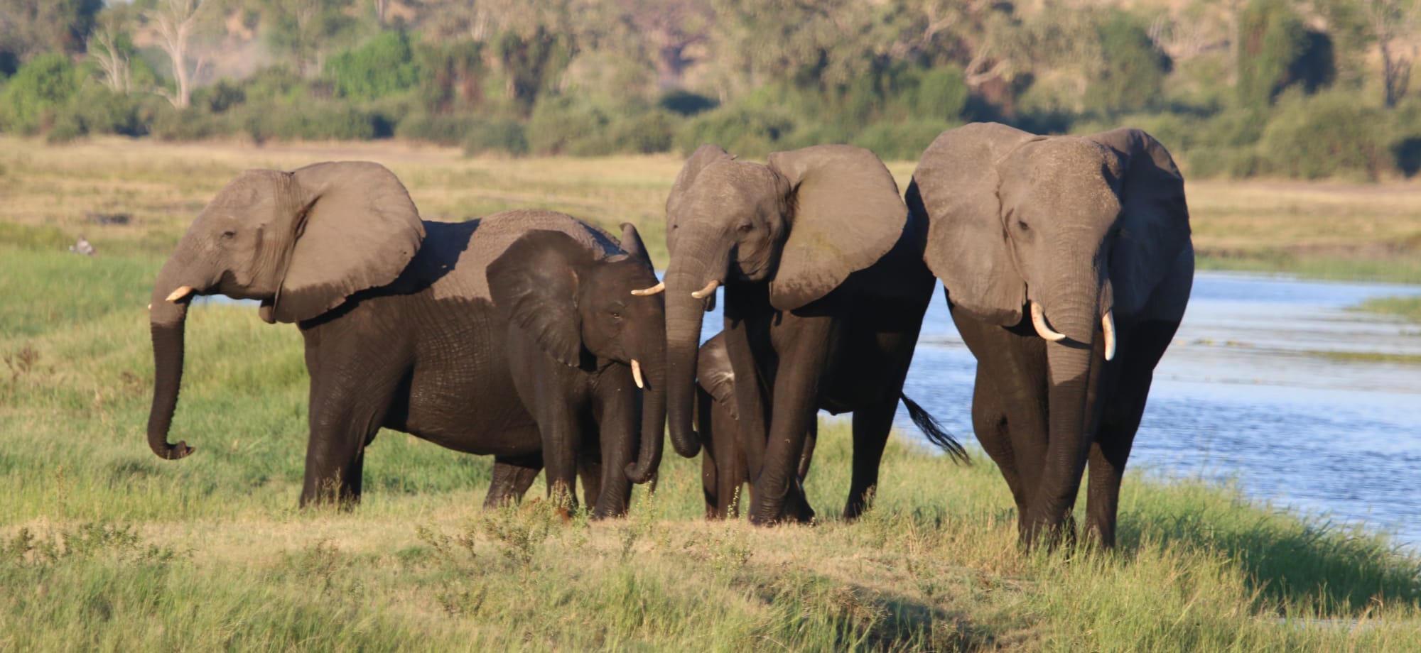 Chobe_national_park_botswana_elephants_2
