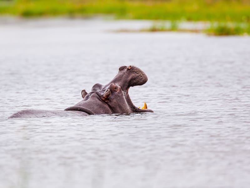 Chundukwa_river_lodge_Zambia_hippos-1