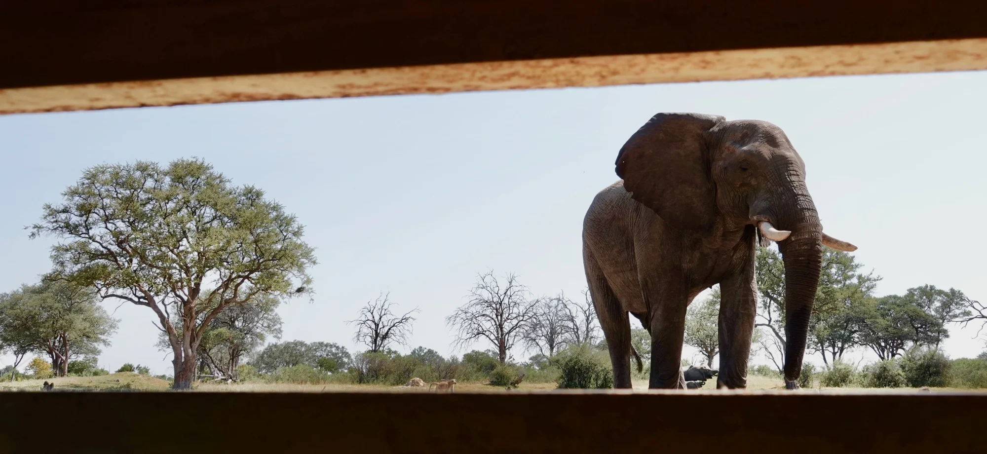 Elephant_hide_view_zimbabwe_leonie_photos