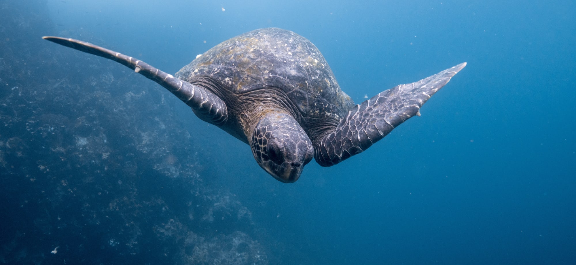 Galapagos_ free_stock_photo_unsplash_dustin-haney-2017
