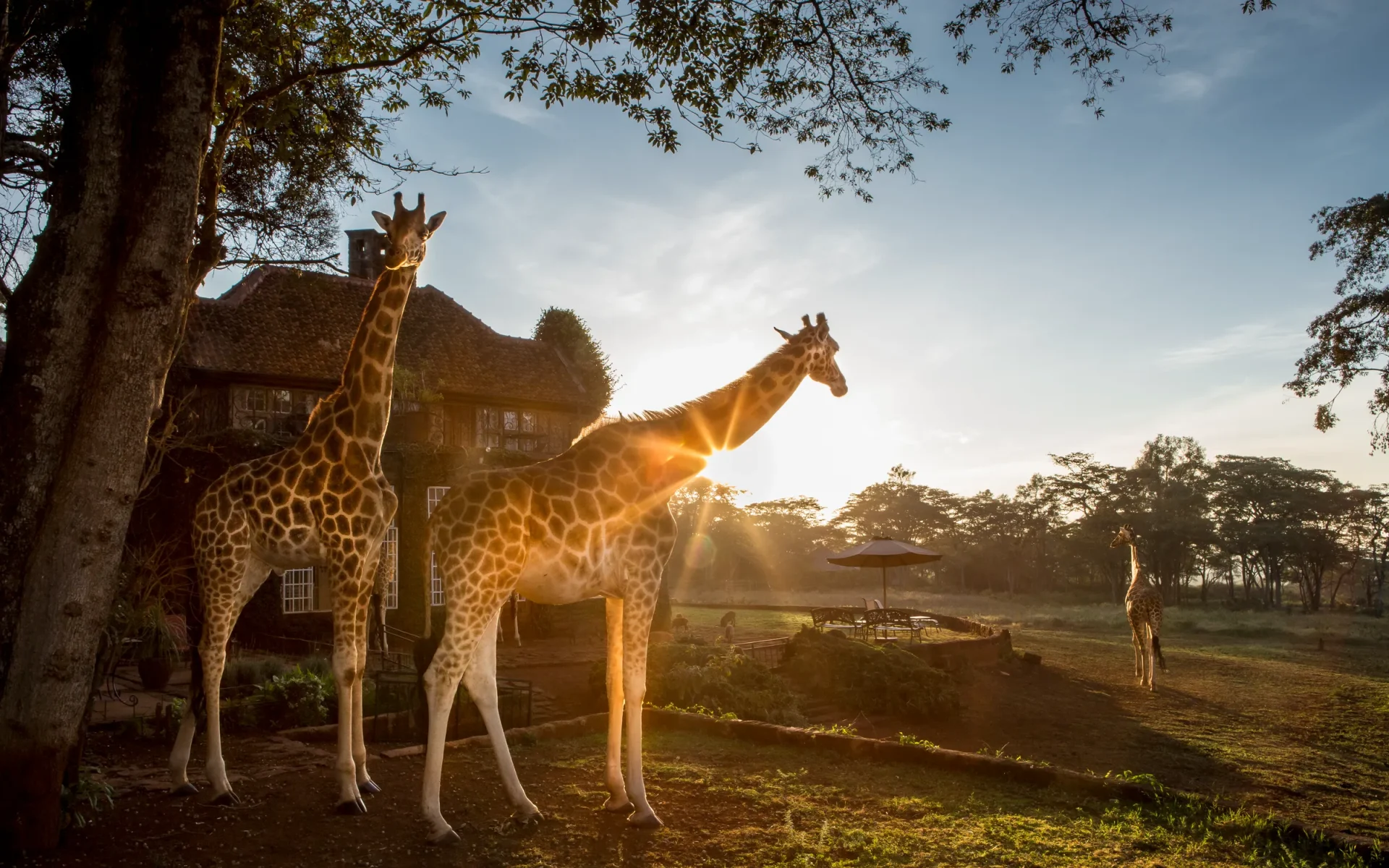 A pair of giraffes wander the green surrounding Giraffe Manor during a sunny day.
