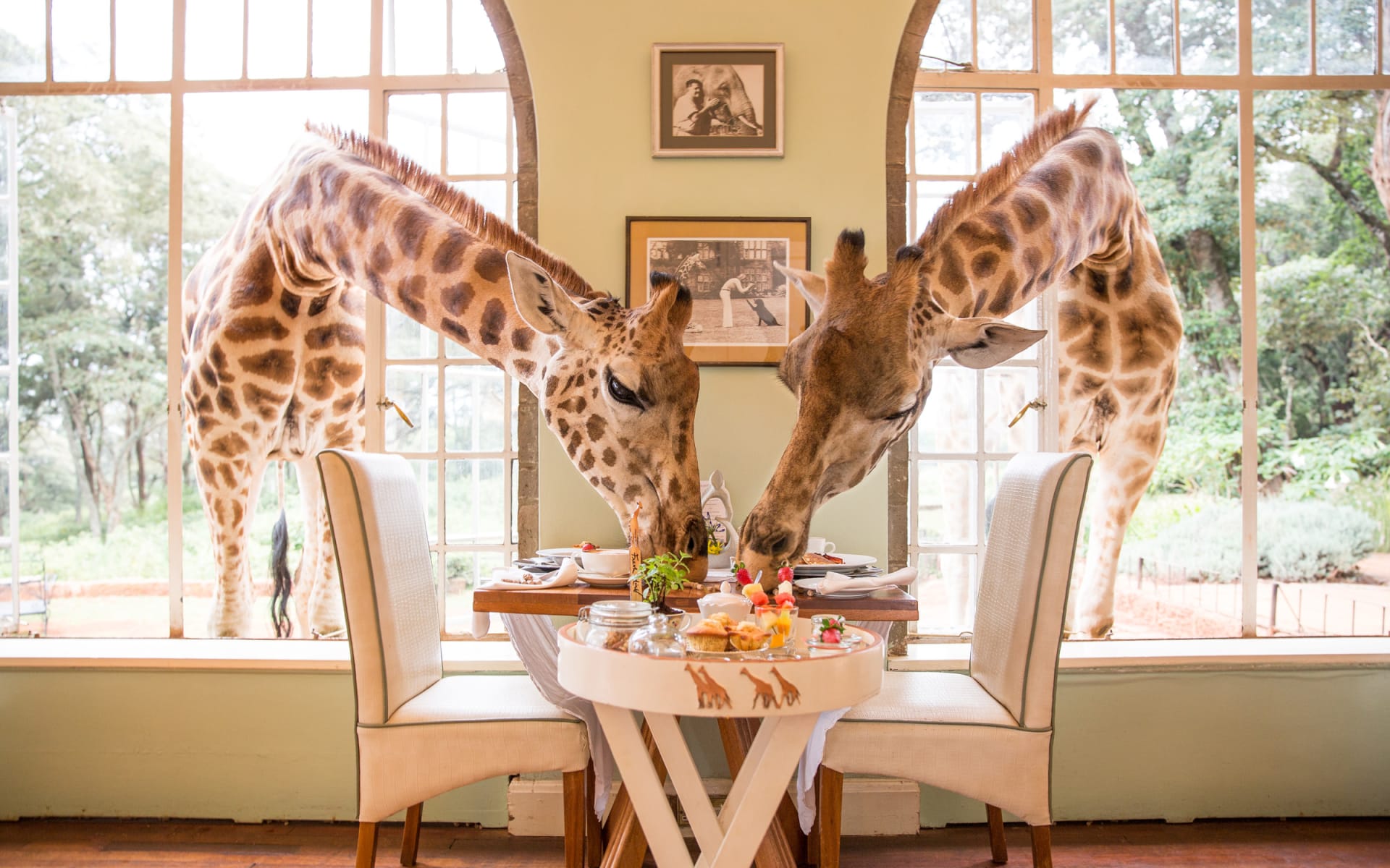Giraffe_Manor_nairobi_kenya_Breakfast_Giraffes