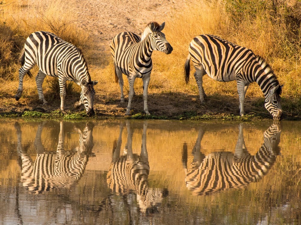 Greater_Kruger_Free_Stock_Image_Unsplash_2020_CCDavid_Tomaseti-Vw2HZQ1FGjU_yopf4l-1