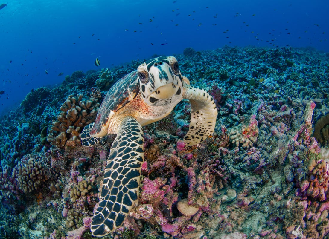 Young Hawksbill turtle in coral reef in Rangiroa, French Polynesia 