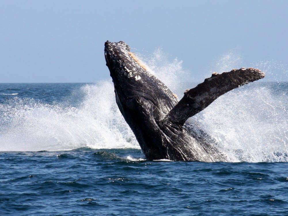 Hermanus_south_africa_Southern_Right_Whale_zyijnl-1