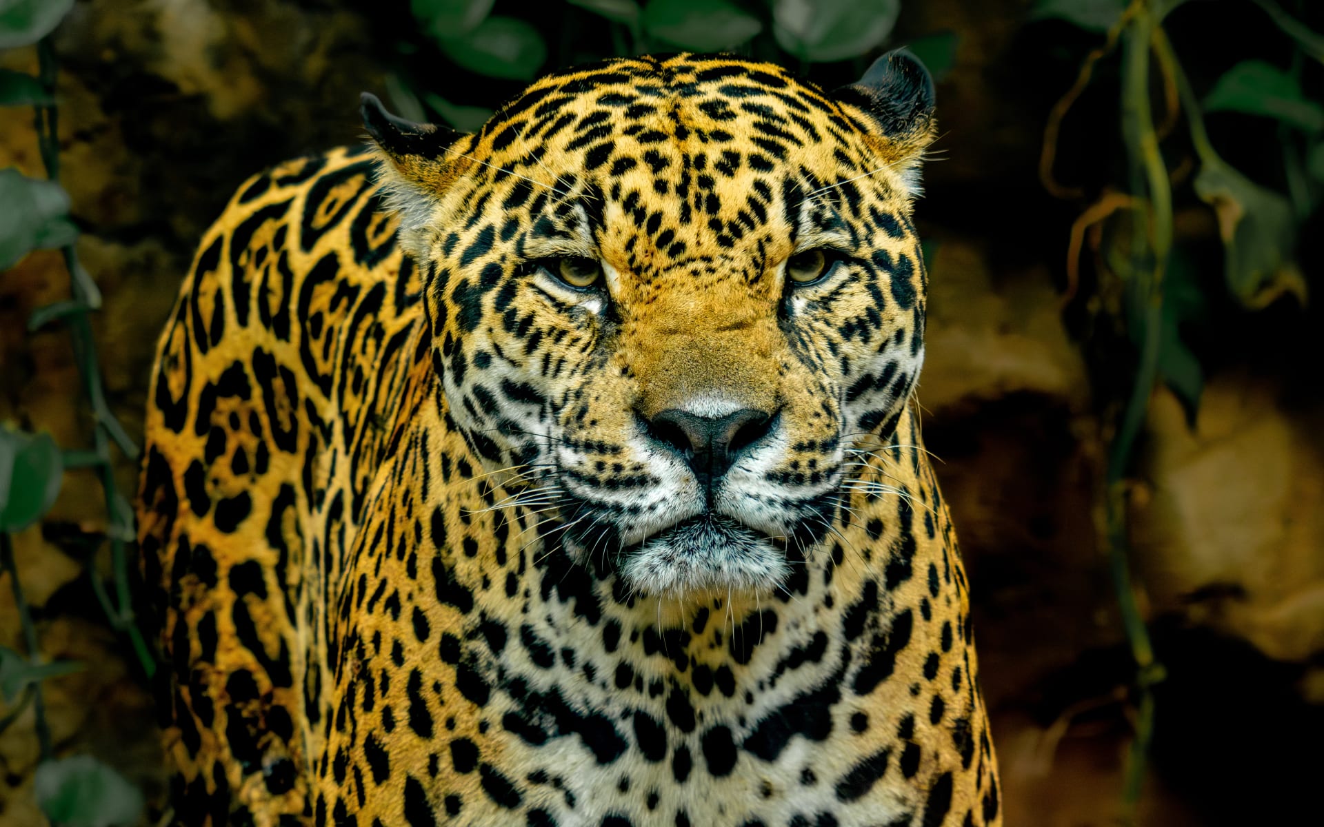 Jaguar_Unsplash_2023_CCHunter_Masters_kj4djl