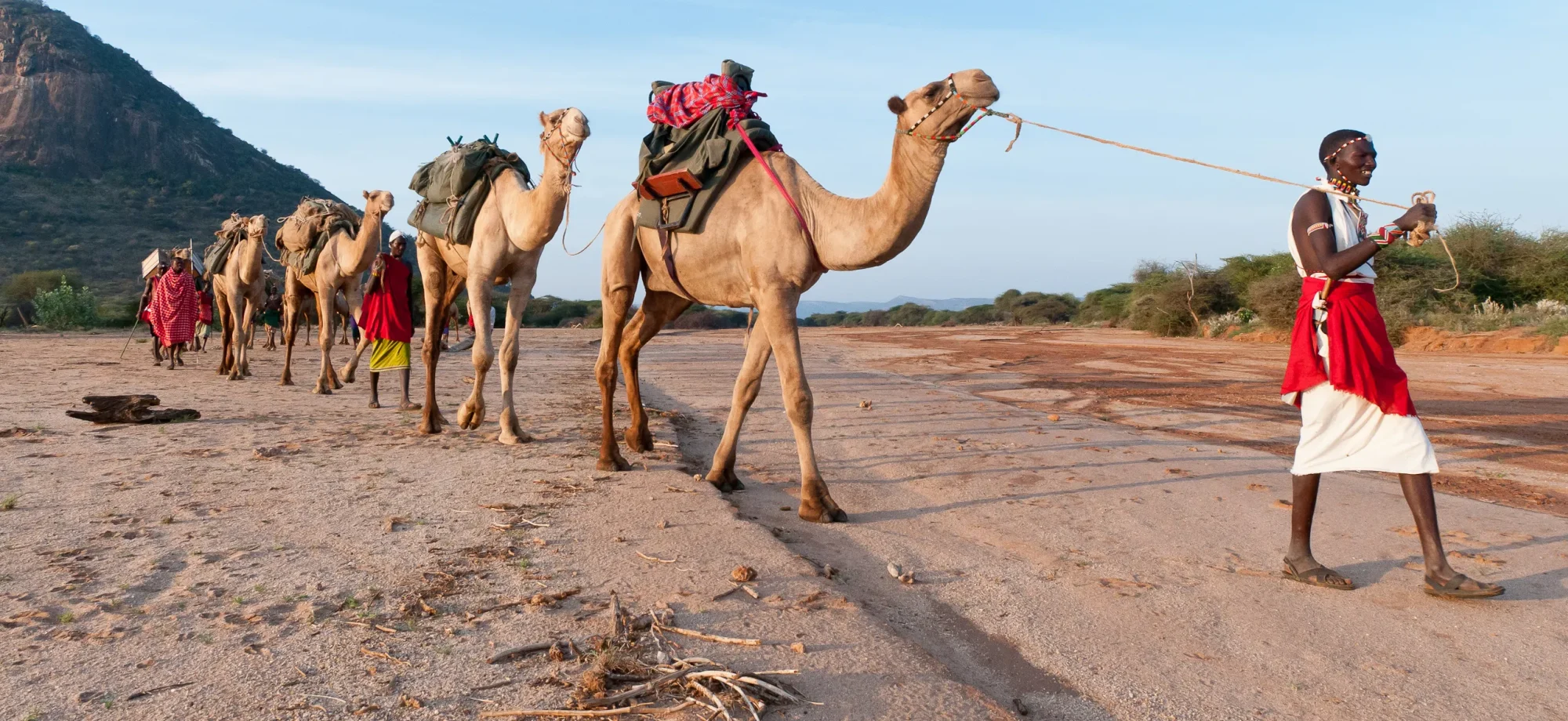 Karisa_walking_safaris_kenya_camels_walking_1_qv6qfo-3
