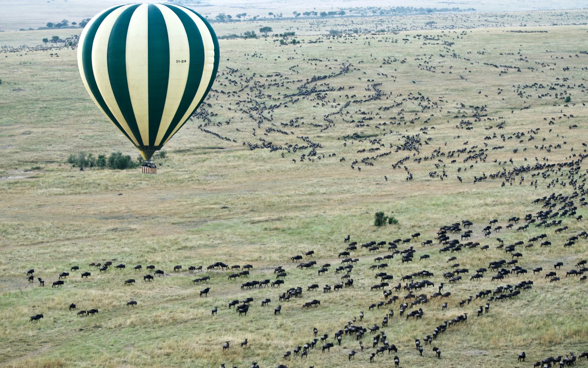 A hot air balloon flying over thousands of wildebeest over the Masai Mara in Kenya.