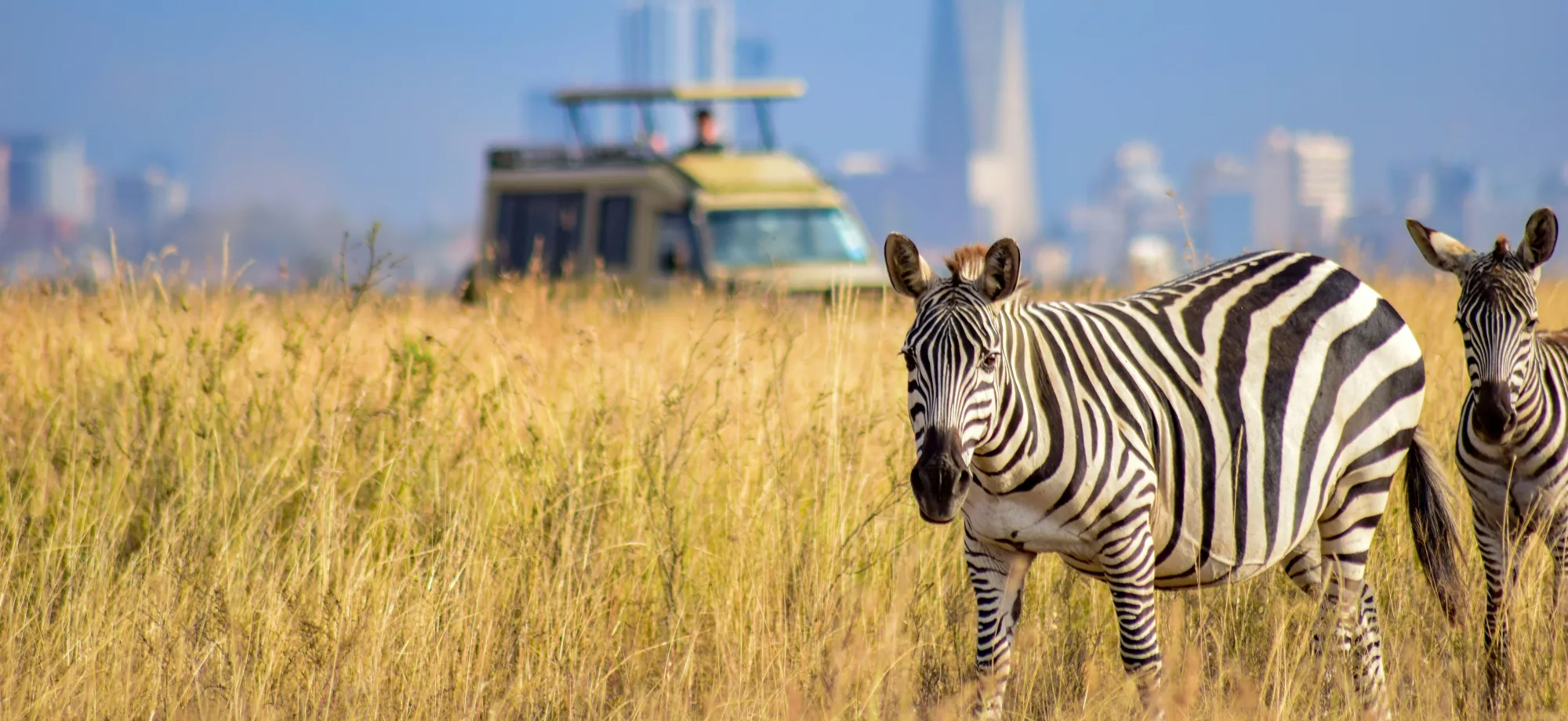 A safari vehicle with passengers is looking at two zebra in Kenya.