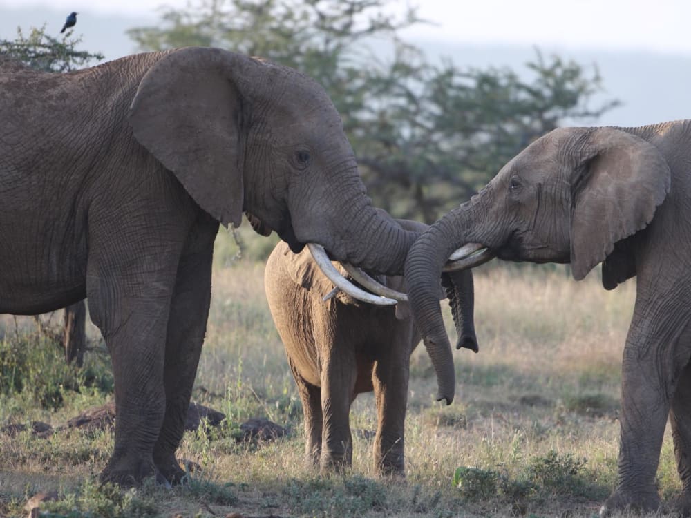 Kenya_elephants_jb8wan-1