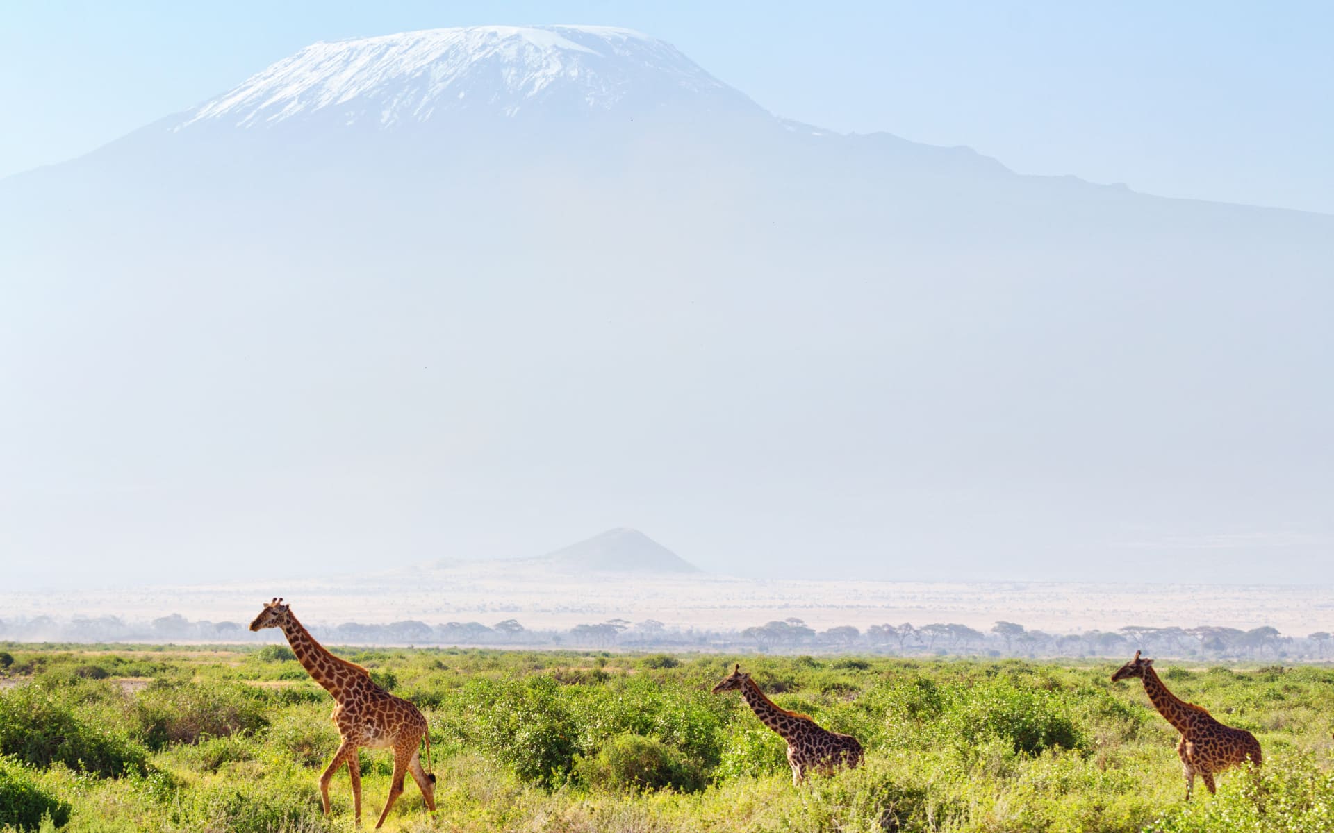 Kenya_giraffes_amboseli_national_park_sqgfx0
