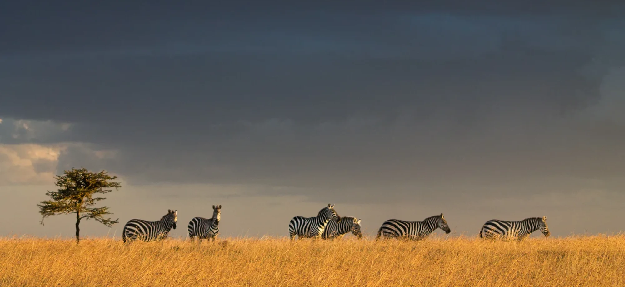 A group of zebra are grazing in the African bush.