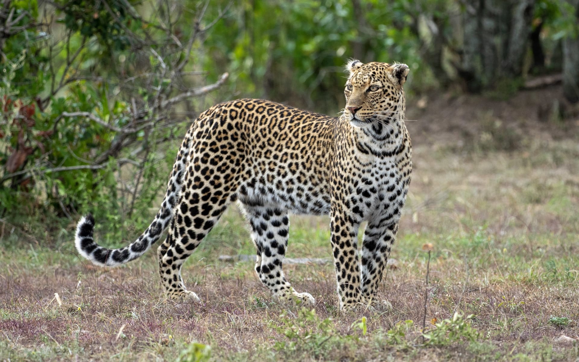 Leopard_1_uuhvu6-1