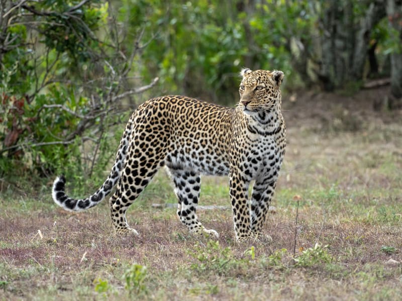 Leopard_1_uuhvu6-2