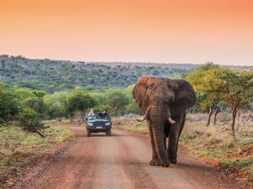 Leopard_Mountain_Safari_lodge_south_africa_elephant-1