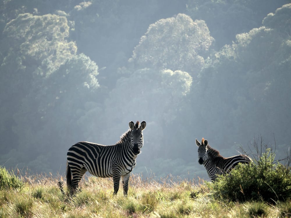 Two zebra are standing in the bush, looking directly at the cameraman.