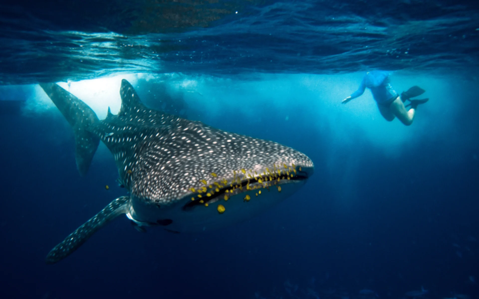 A snorkeler swims beside a whale shark off the coast of Mafia Island
