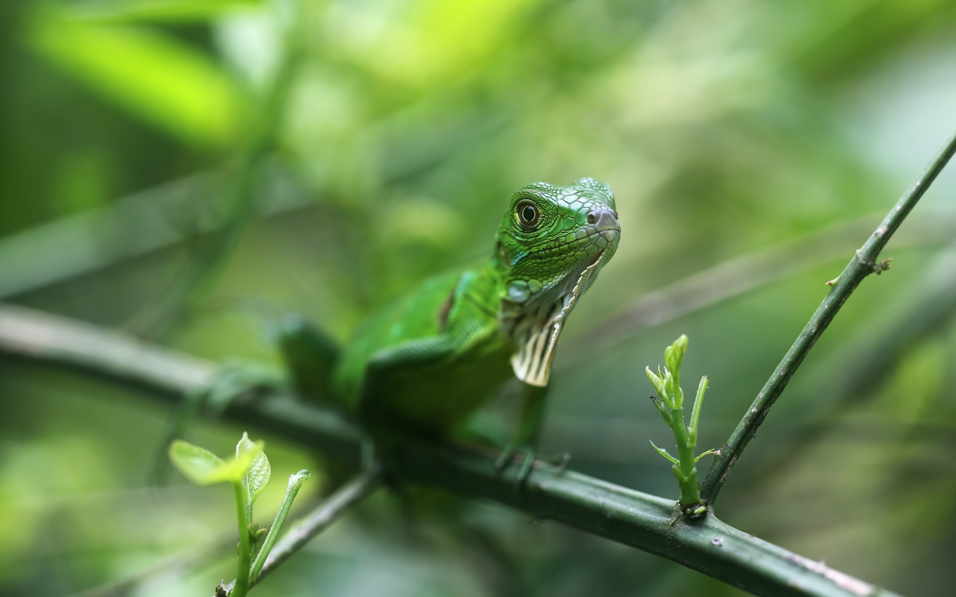 Manuel_Antonio_Free_Stock_Image_Unsplash_2021_CCSimo_Hurry-924vhqelZEU_t0peqr