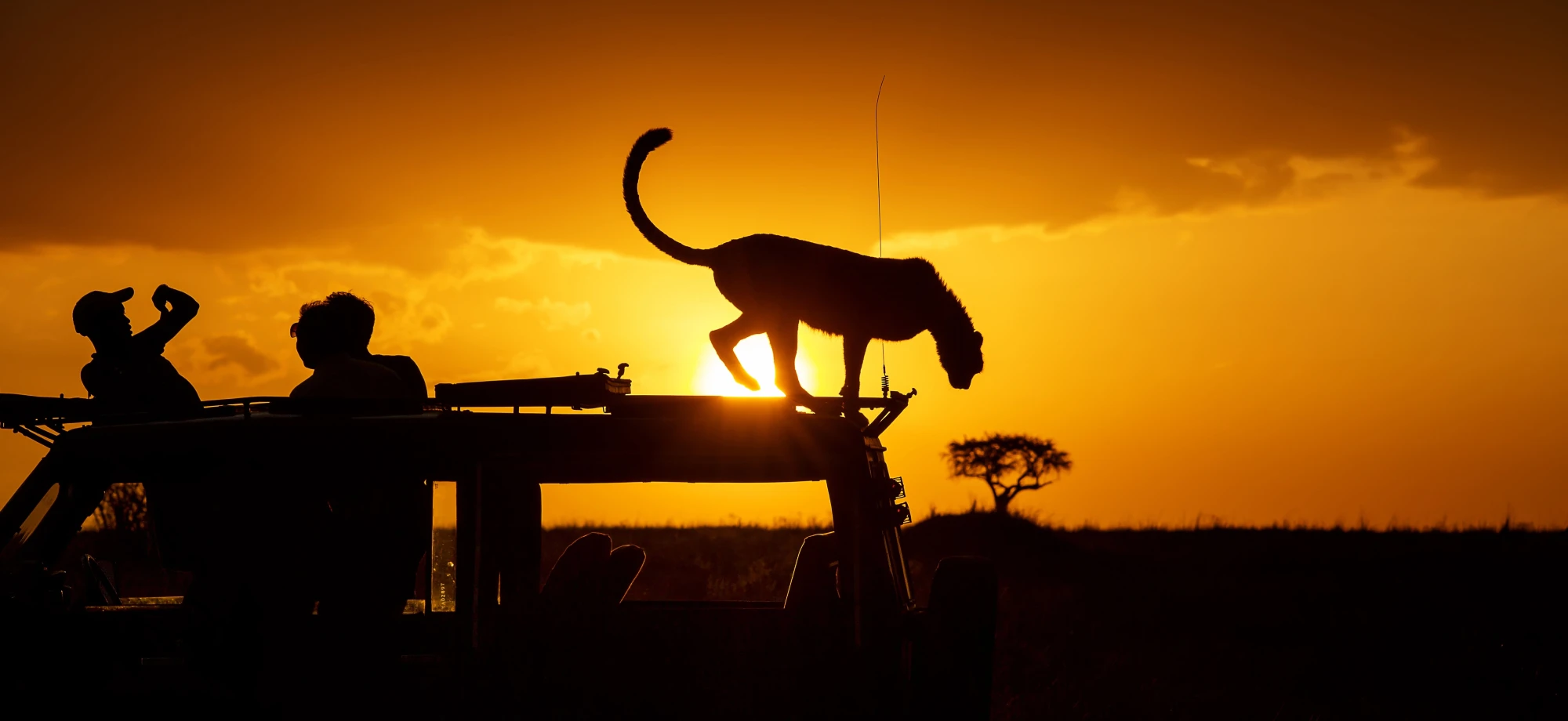 A cheetah is poised to leap off the top of a 4x4 vehicle as the sun sets in the Masai Mara 