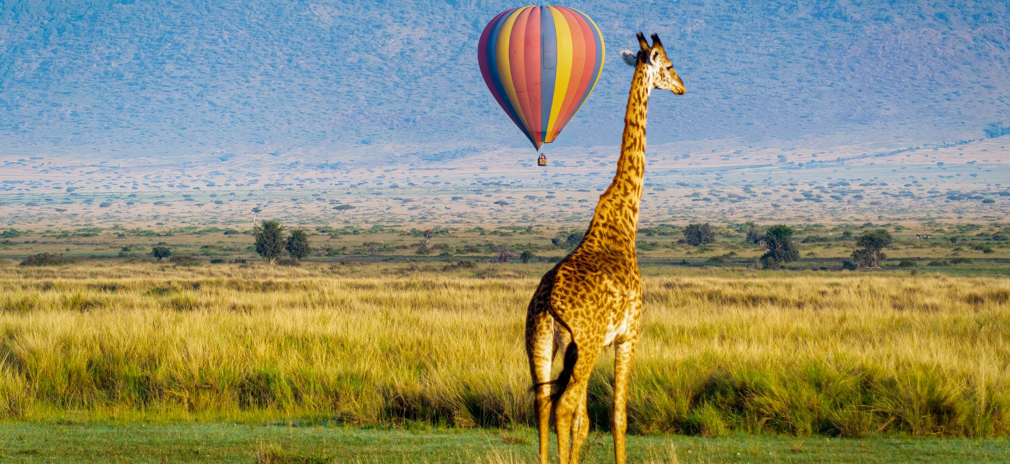 A giraffe stands ahead of a colourful hot air balloon during the daytime on the Masai Mara plains.