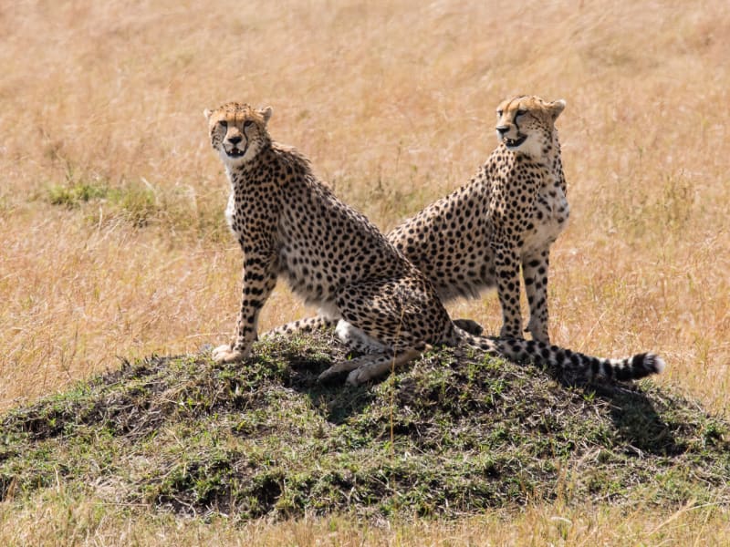Masai_Mara_wildlife_2_dr2qb9-1