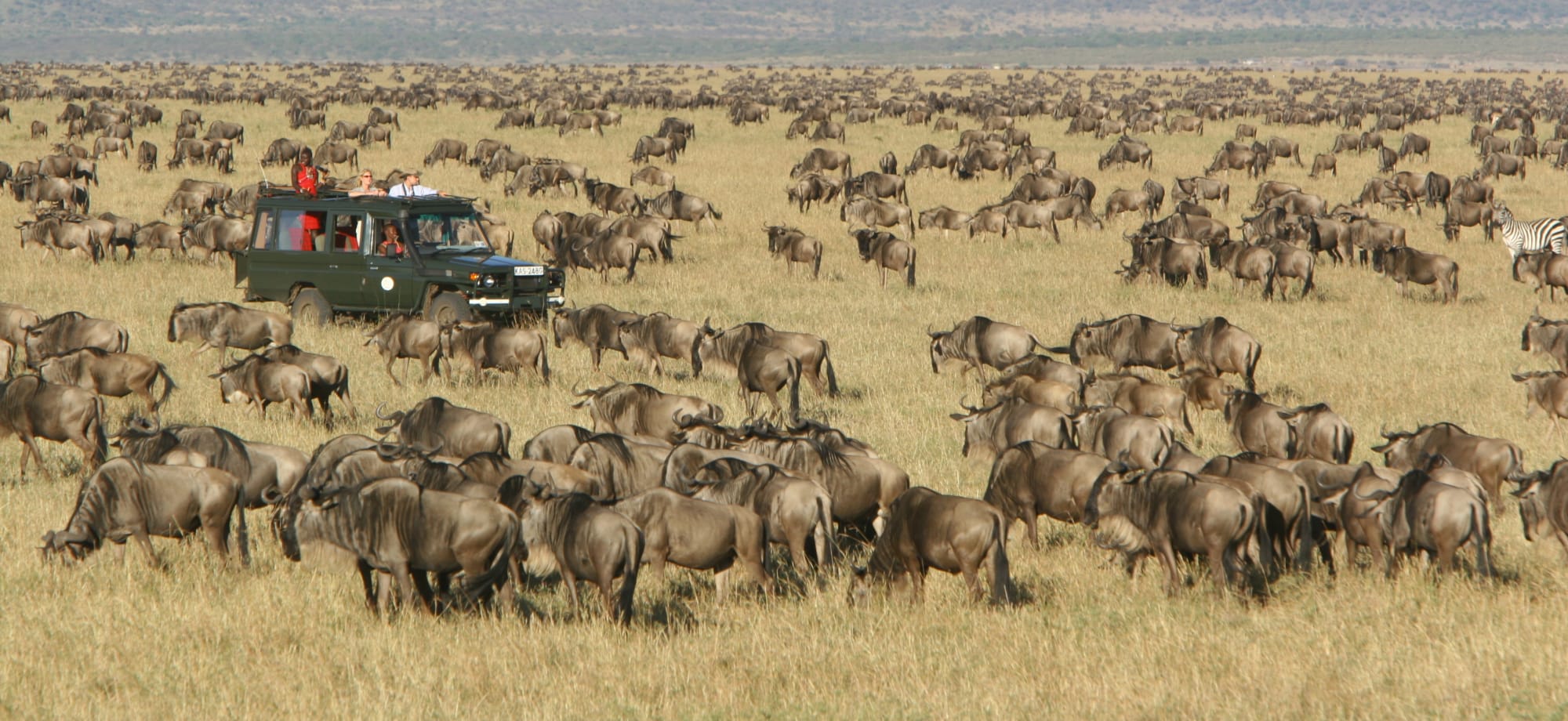 Masai_mara_kenya_migration