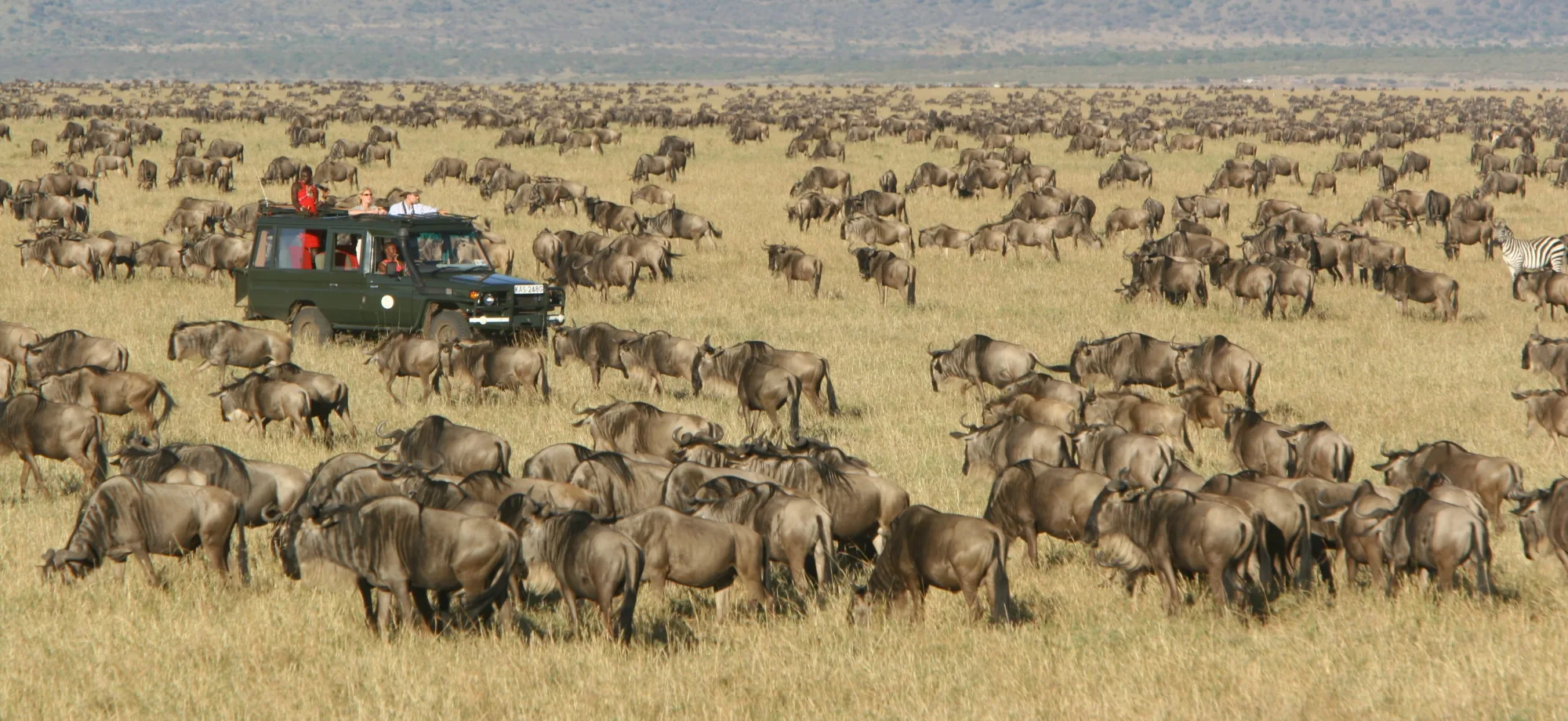 A safari vehicle is surrounded by hundreds of wildebeest. 