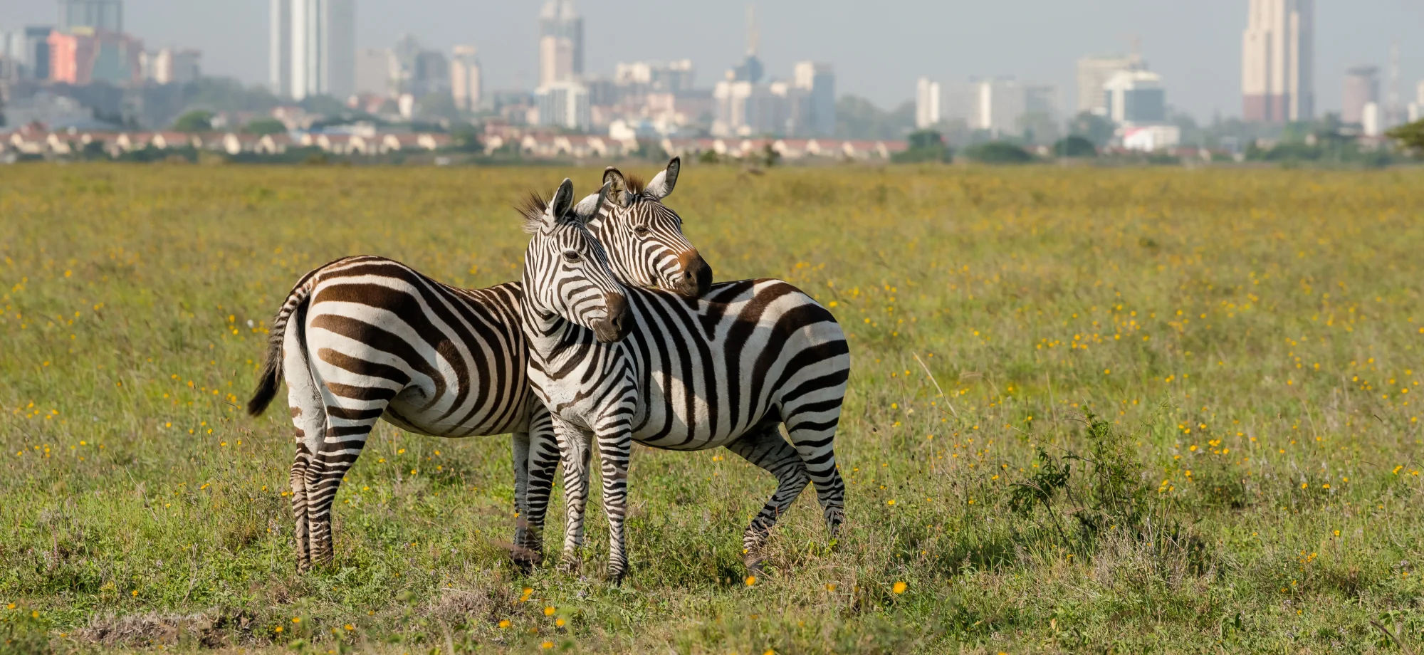 Two zebra are hugging on the grass in front of Nairobi. 