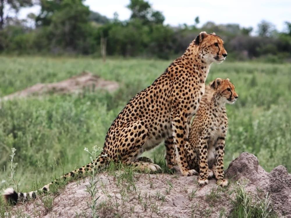 North_Island_Okavango_Cheetah_Cub_ov7rwj